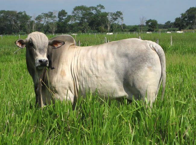 Ganado en el campo llanero
